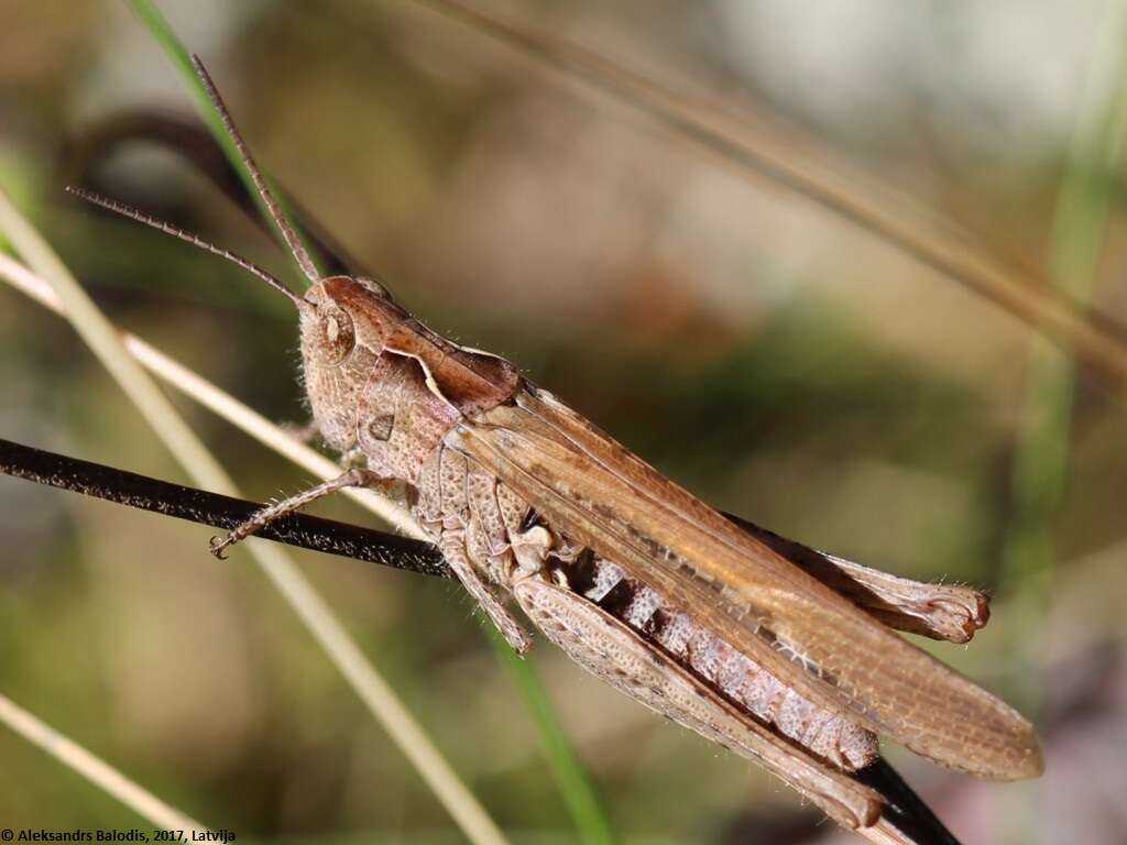 Image de Chorthippus (Glyptobothrus) bornhalmi Harz 1971