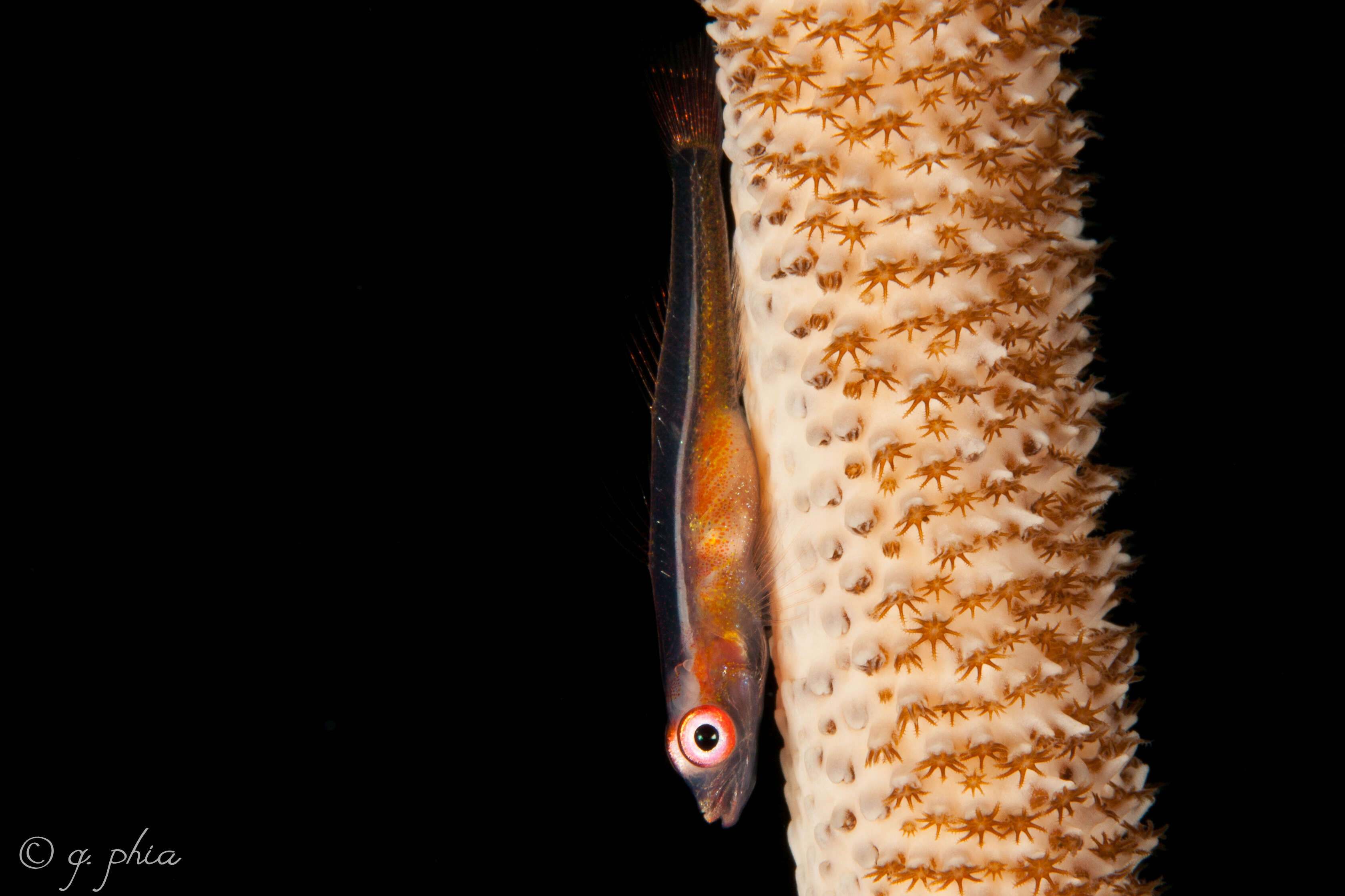 Image of Whip coral goby