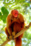 Image of Uakari