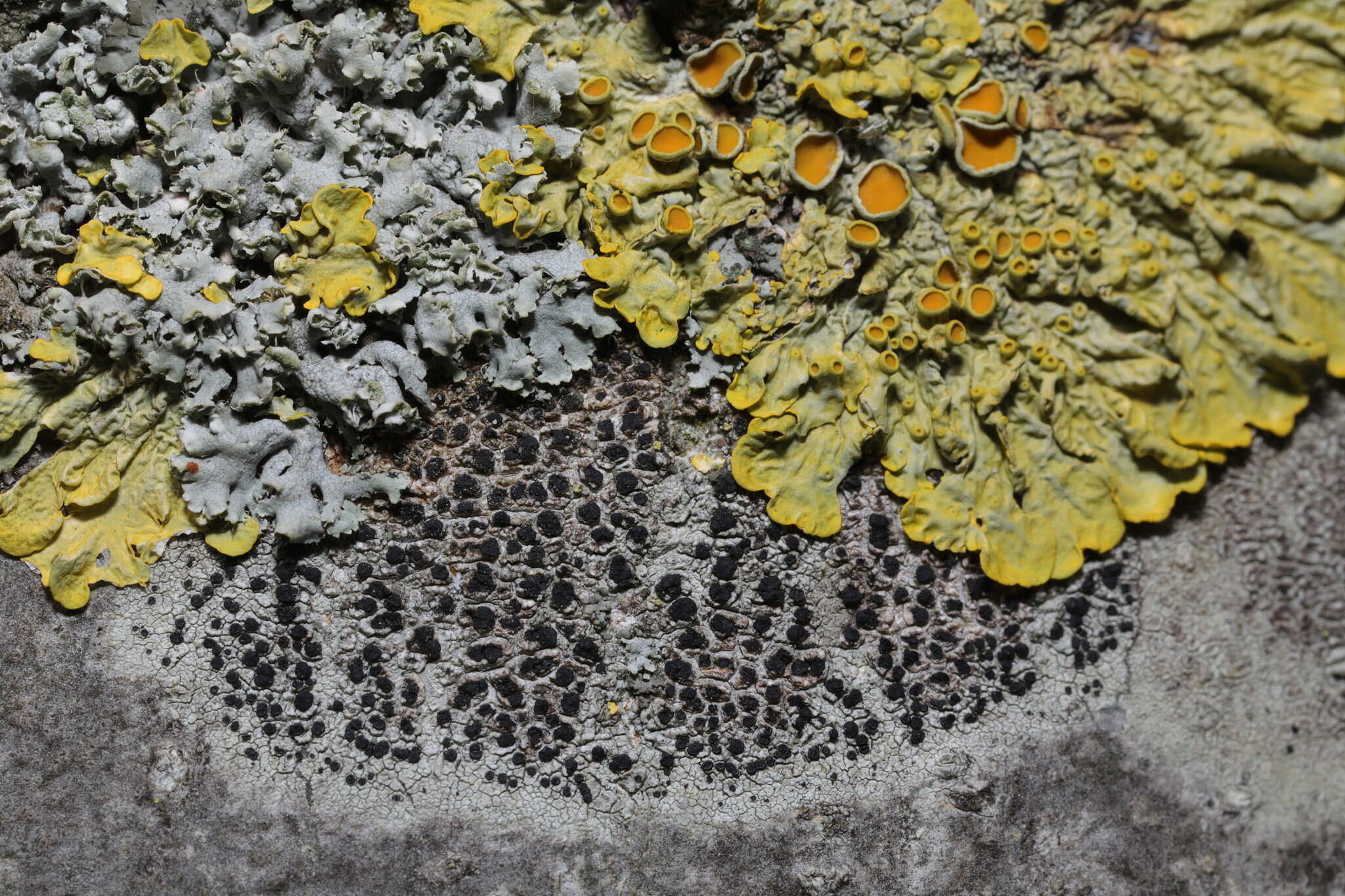 Image of lecidella lichen