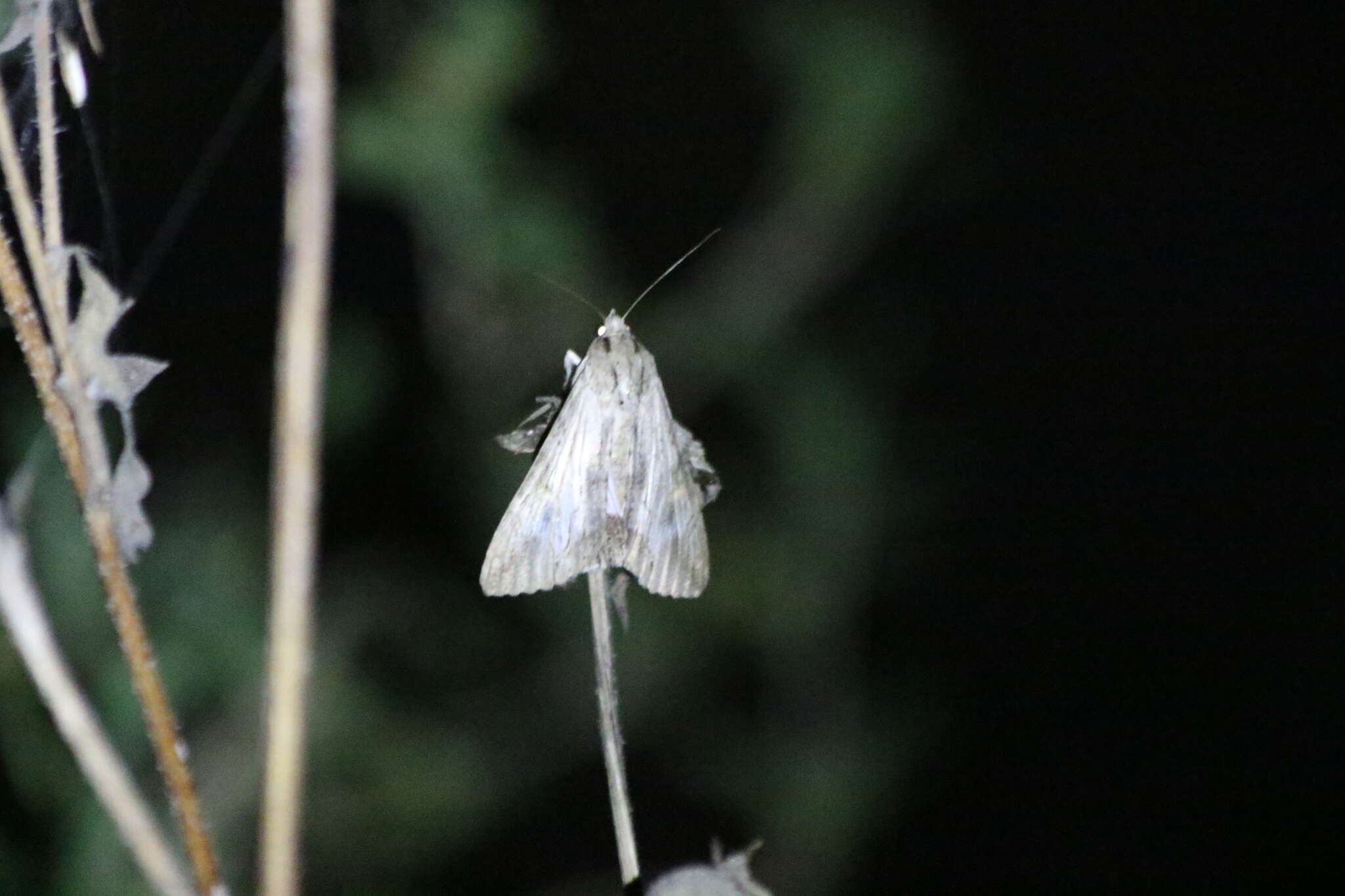 Image of Royal Poinciana Moth