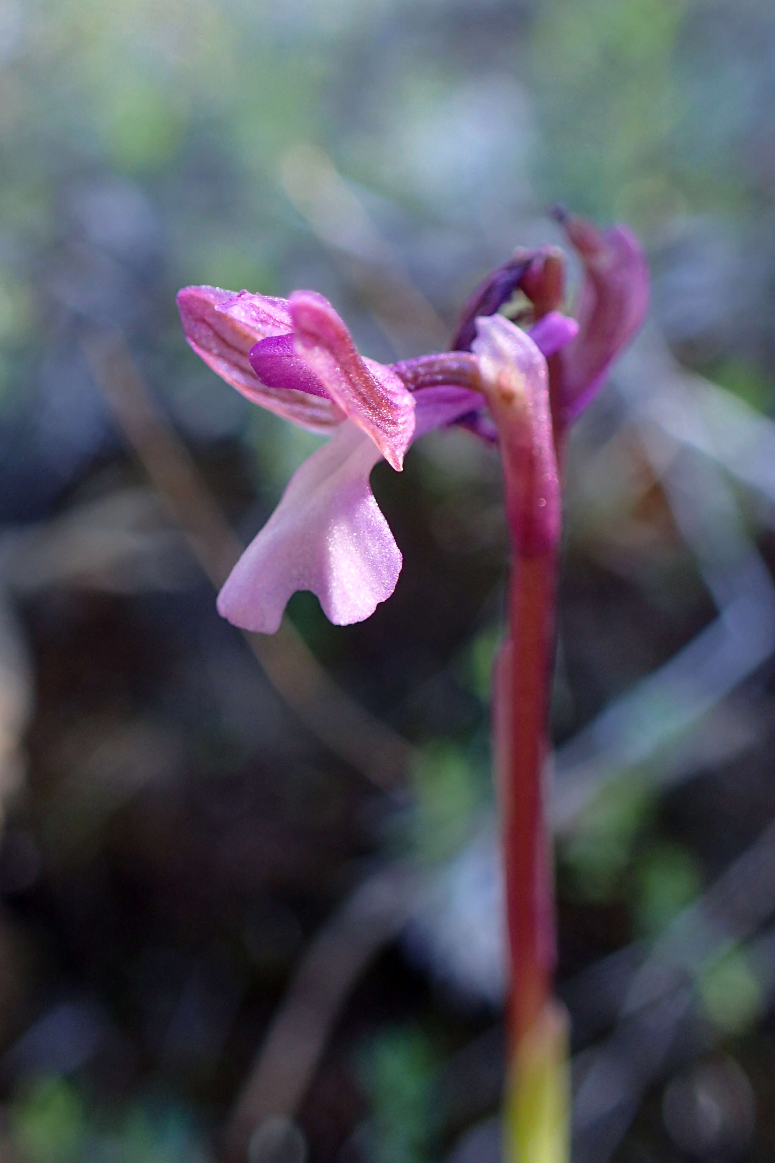 Image of Anacamptis morio subsp. syriaca (E. G. Camus) H. Kretzschmar, Eccarius & H. Dietr.