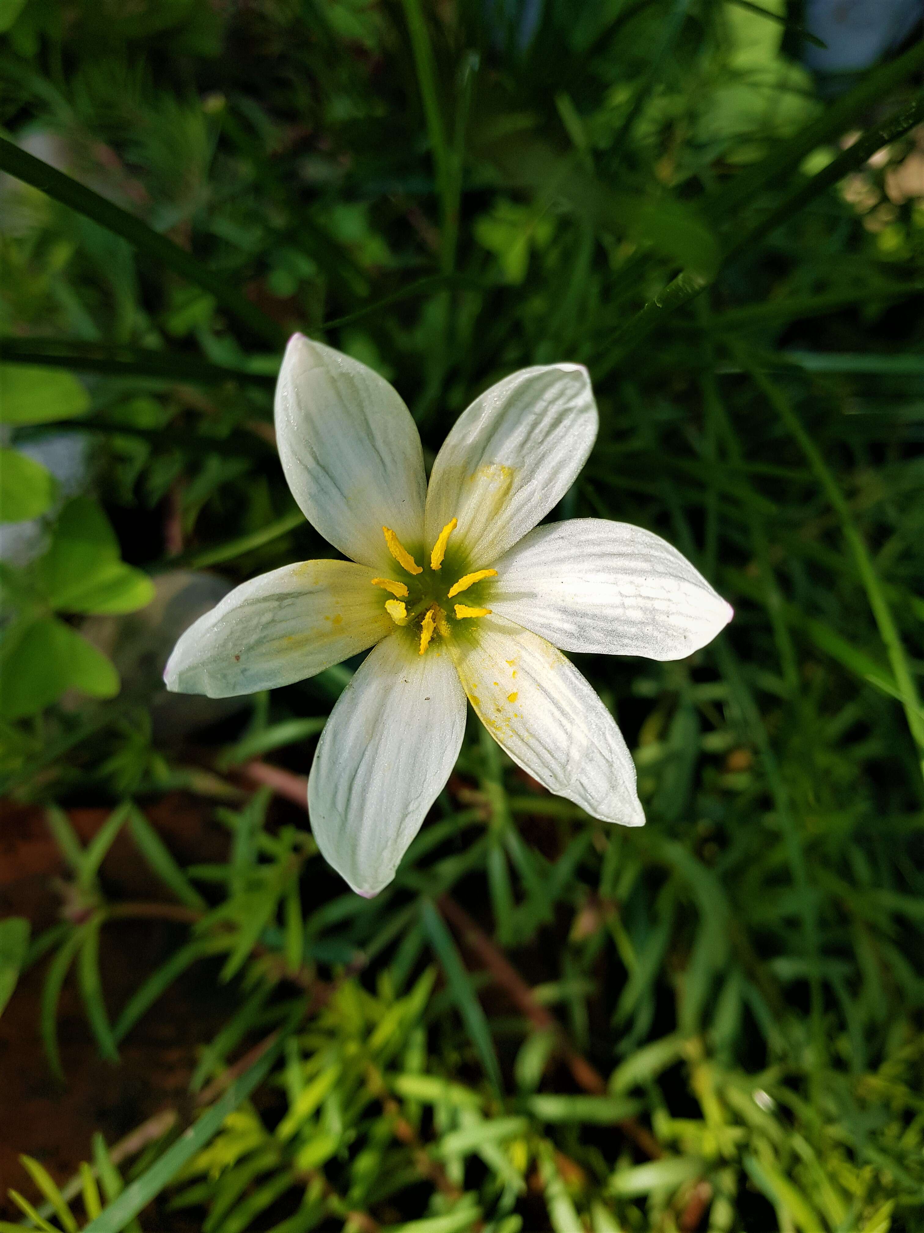 صورة Zephyranthes