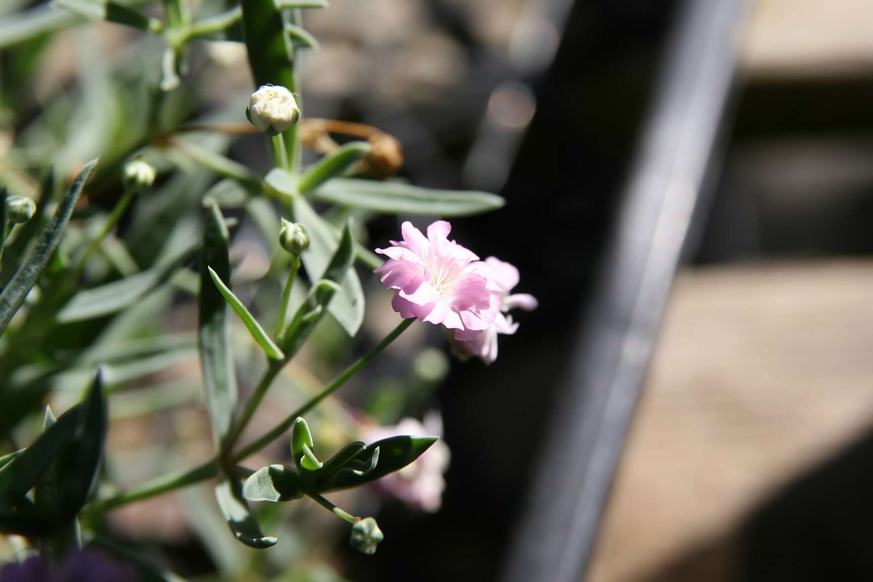 Image de Gypsophila paniculata L.