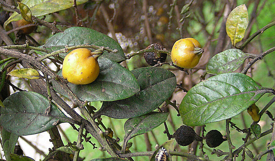 Duranta mutisii L. fil. resmi