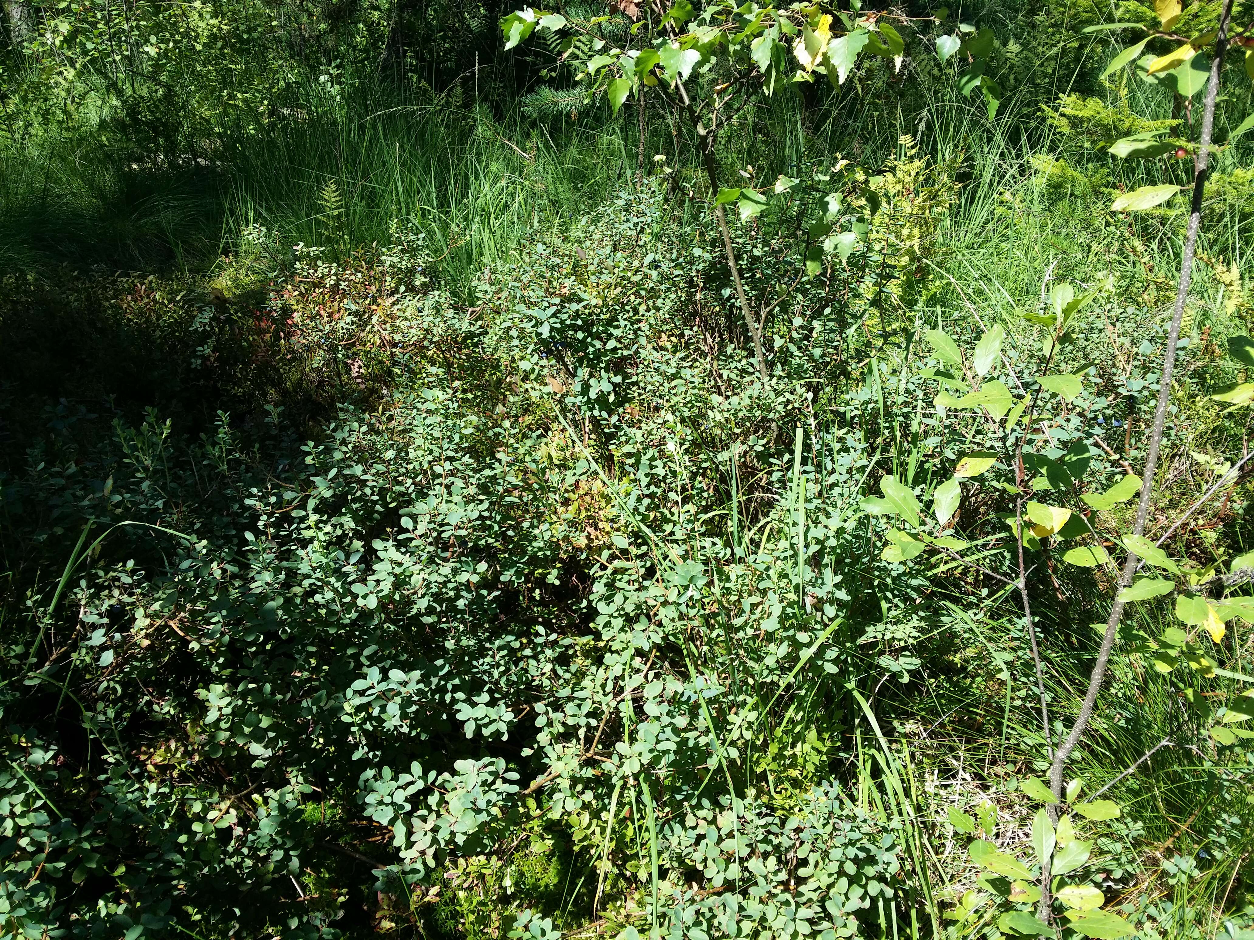 Image of alpine bilberry