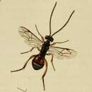 Image of Sphecophaga