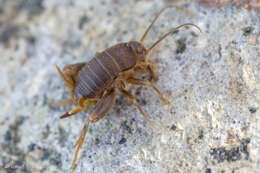 Image of Myrmecophilus