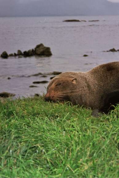 Image of Antipodean Fur Seal