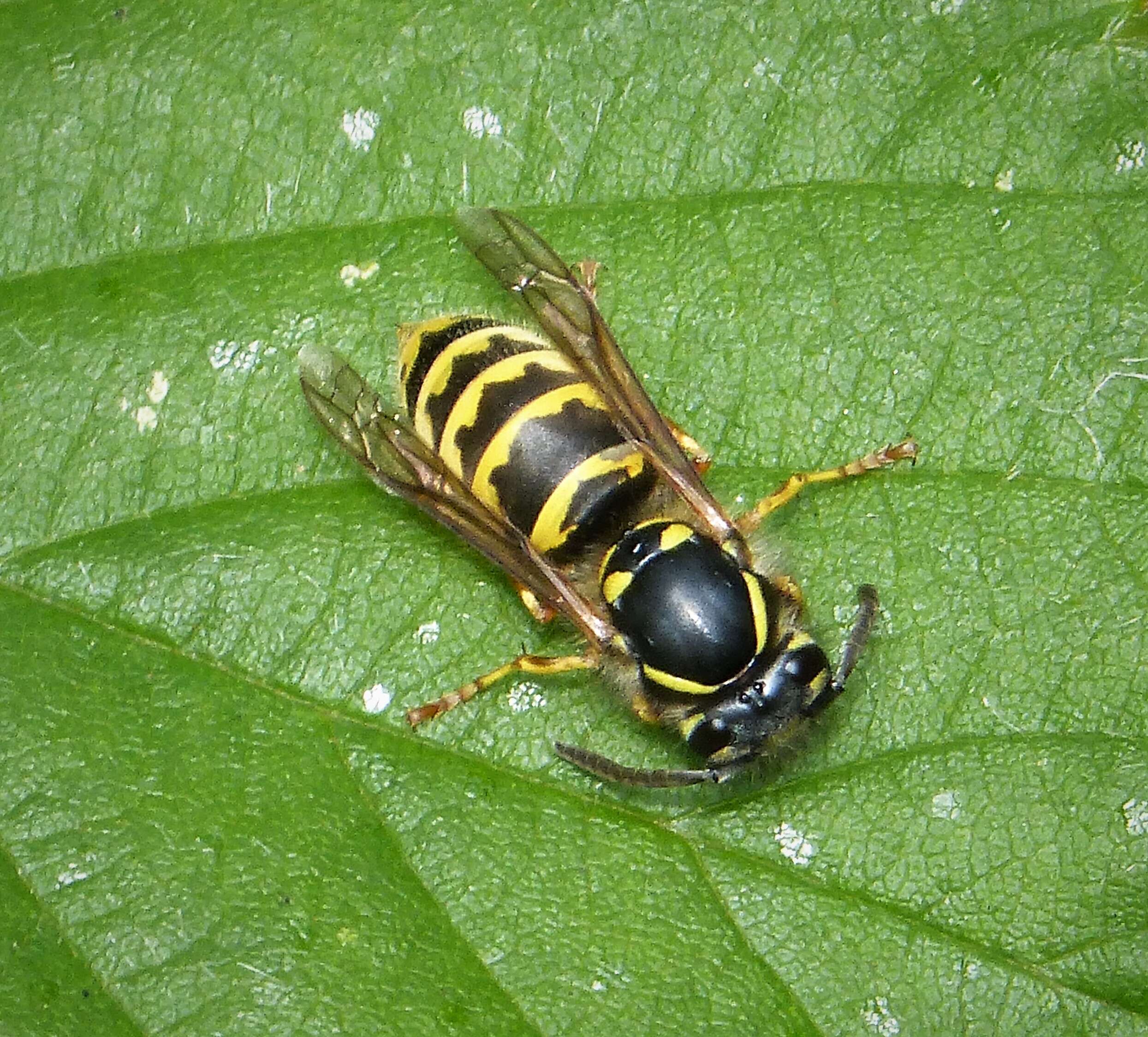 Image of Common wasp