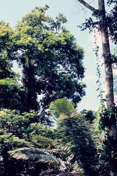 Image of kapoktree