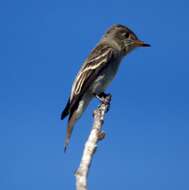 Image of Western Wood Pewee