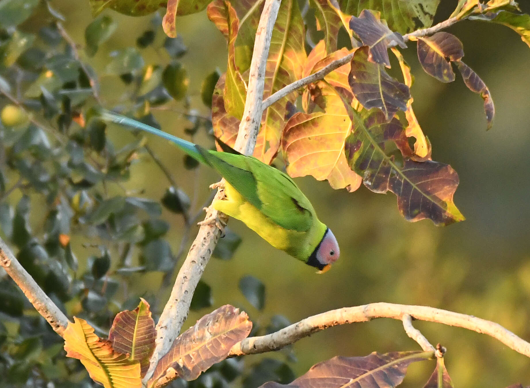 Image of Blossom-headed Parakeet