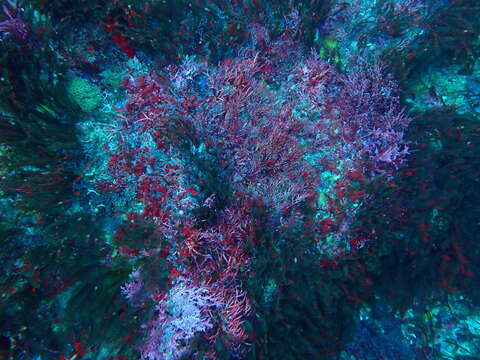 Image of red algae