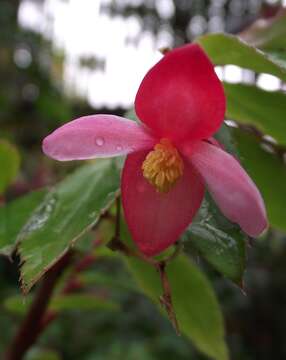 Слика од Begonia fuchsioides Hook.