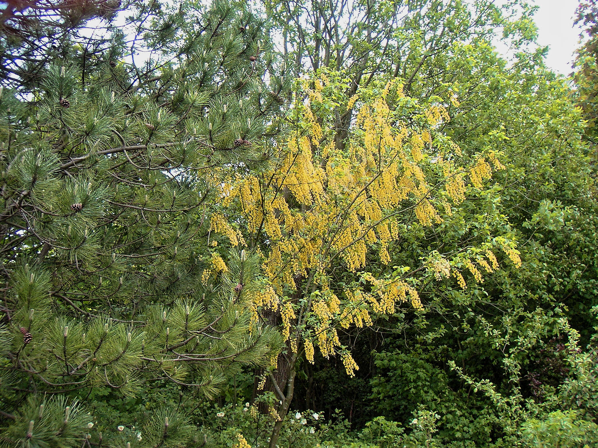 Image of Goldenchain Tree