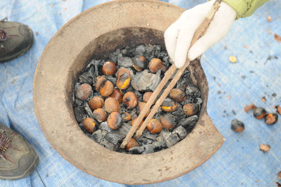 Image of Chinese chestnut