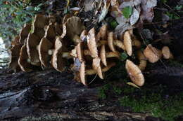 Pholiota squarrosa (Vahl) P. Kumm. 1871 resmi