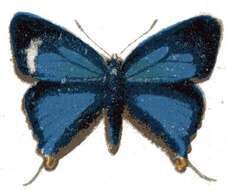 Image of Myrina dermaptera (Wallengren 1857)