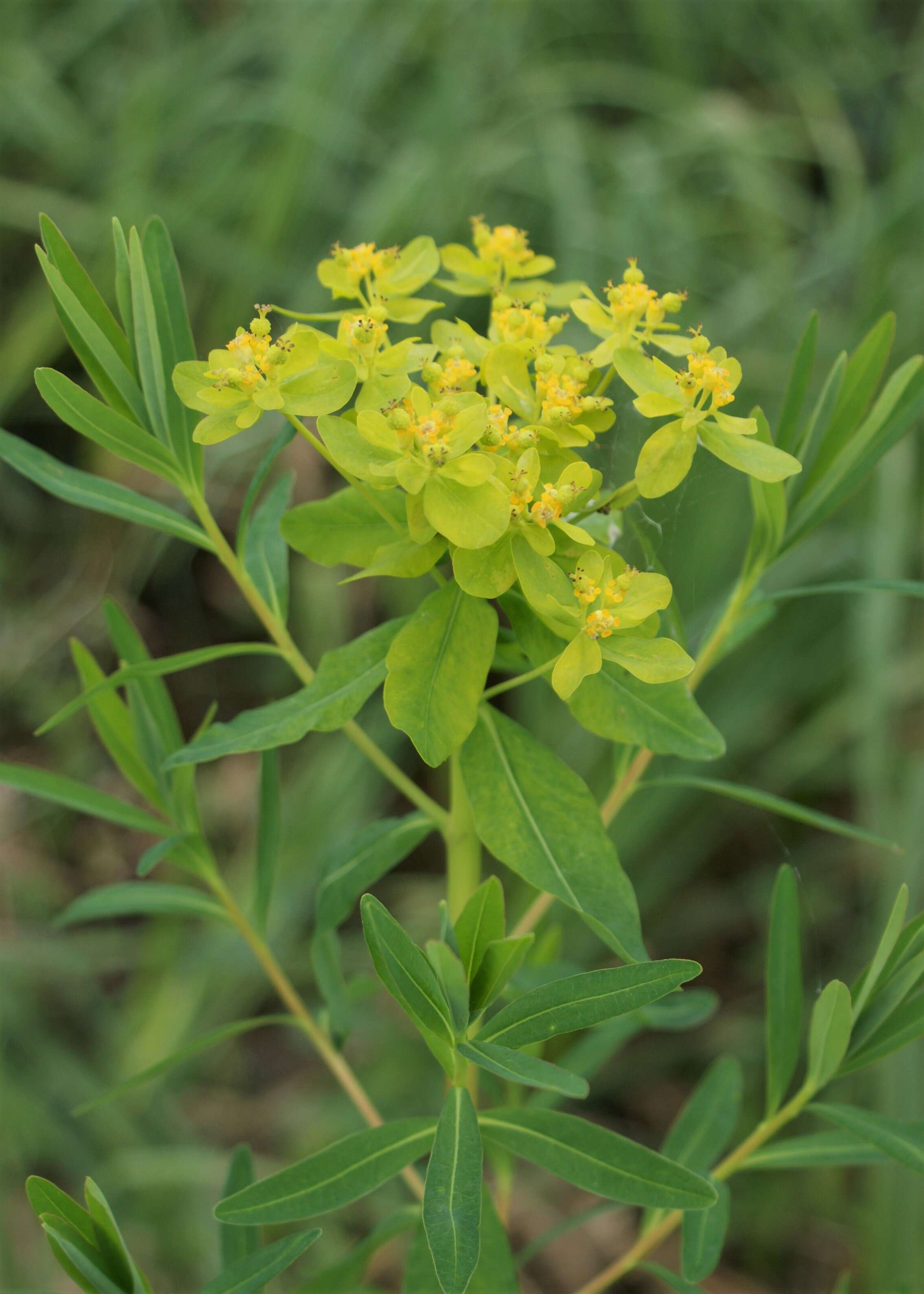 Image of Marsh Spurge