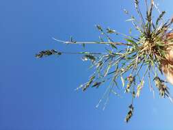 Imagem de Eragrostis cilianensis (All.) Janch.