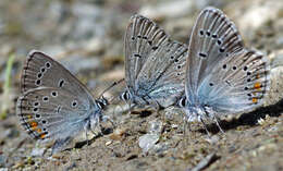 Sivun Cyaniris bellis kuva