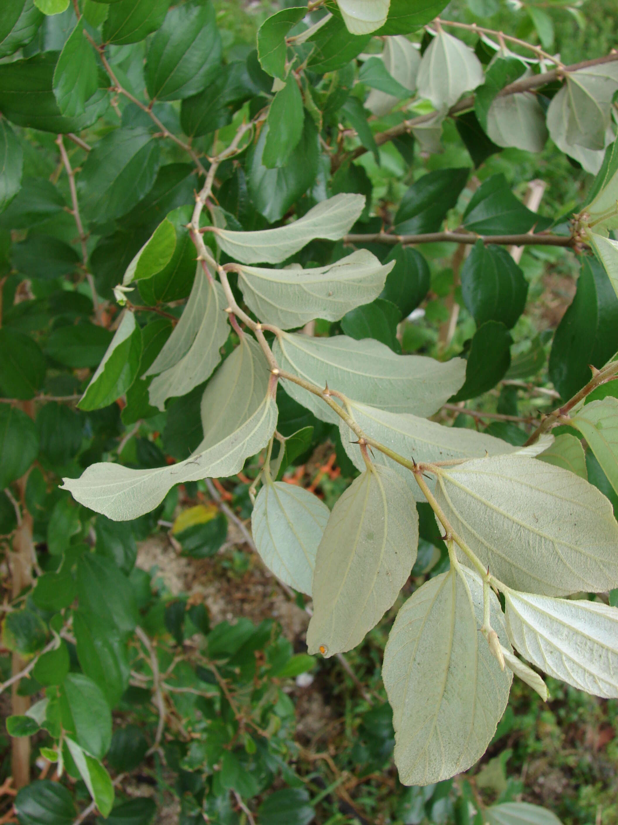 Image of Indian Jujube