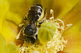 Image of Dollar-joint Prickly-pear