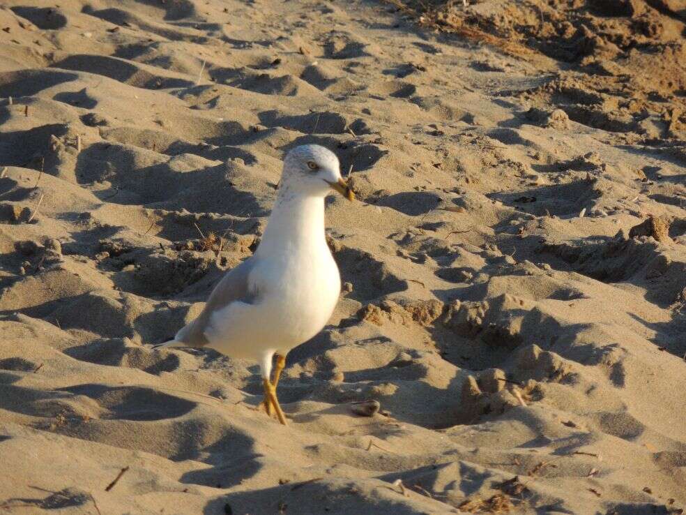 Image of Ring-billed Gull