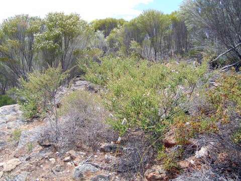 Prostanthera eurybioides F. Muell. resmi