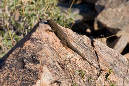 Image of common side-blotched lizard