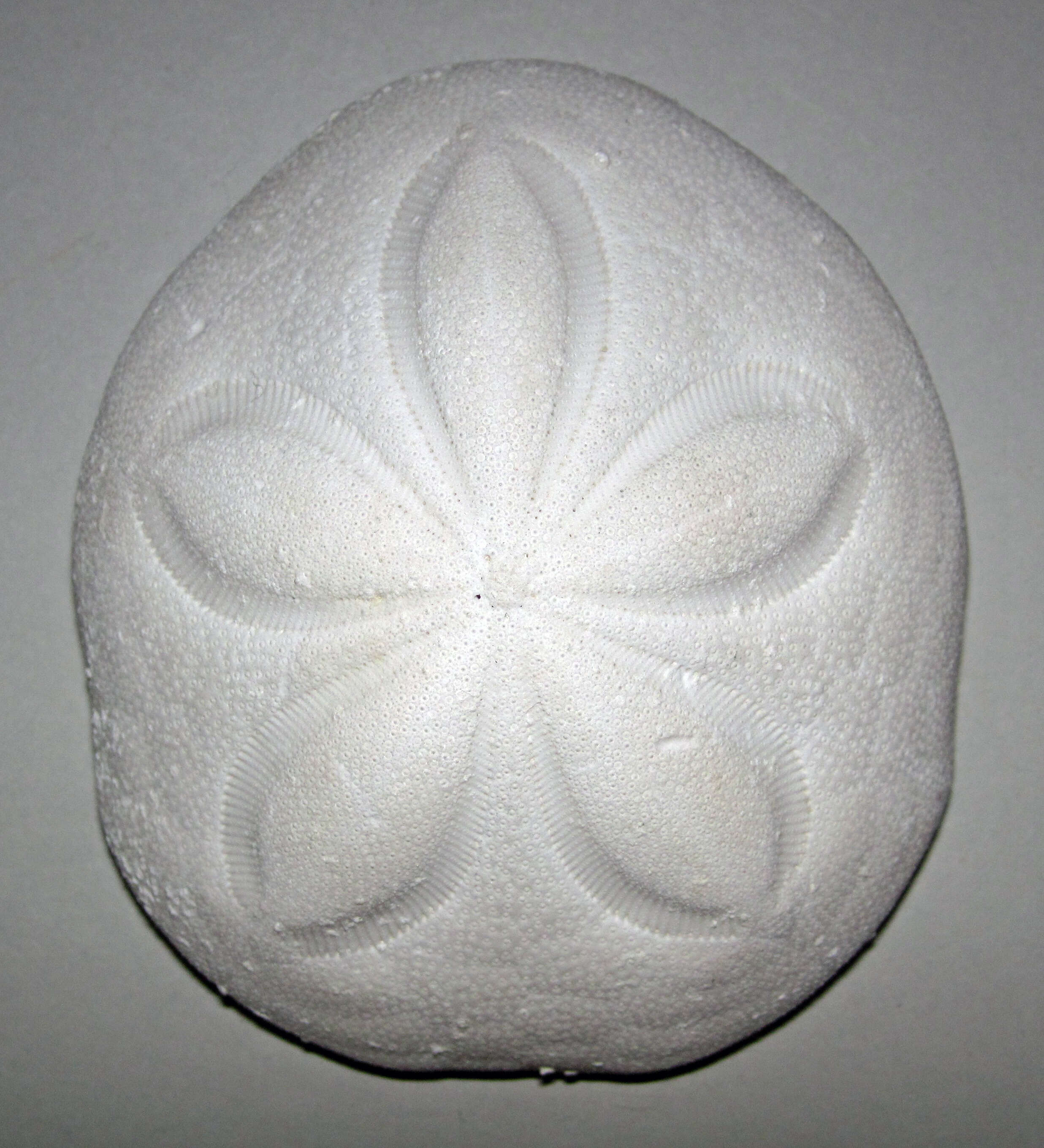 Image of sea biscuit