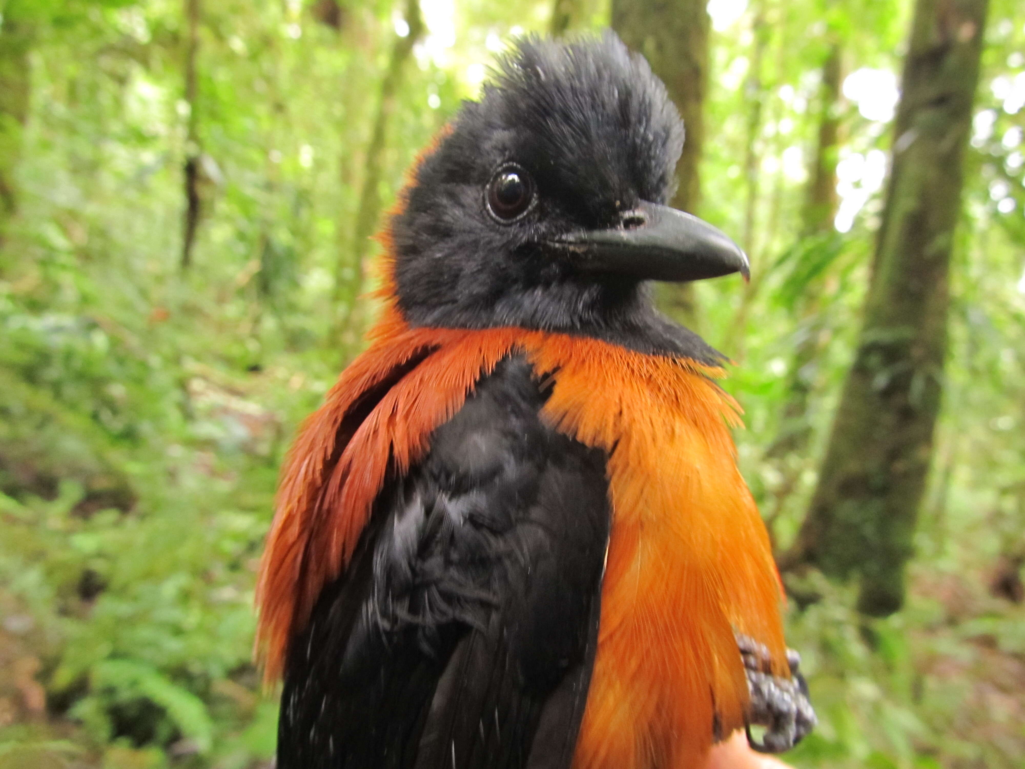 Image of Hooded Pitohui