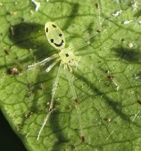 Image of Theridion grallator Simon 1900