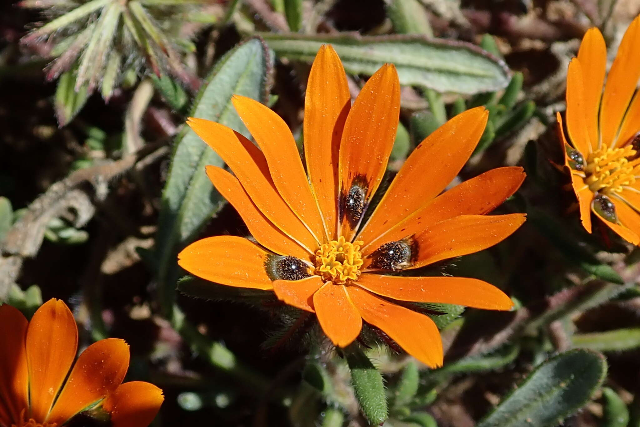 Image of beetle daisy