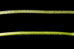 Слика од Viola mirabilis L.