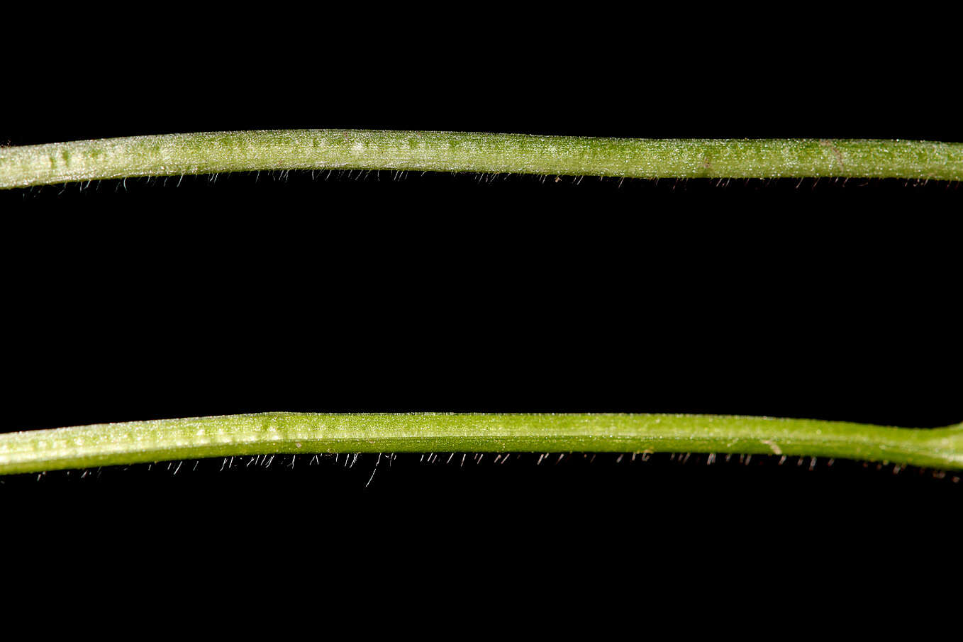 Слика од Viola mirabilis L.