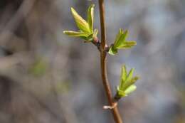 Imagem de Lonicera xylosteum L.