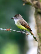 Image of Dusky-capped Flycatcher