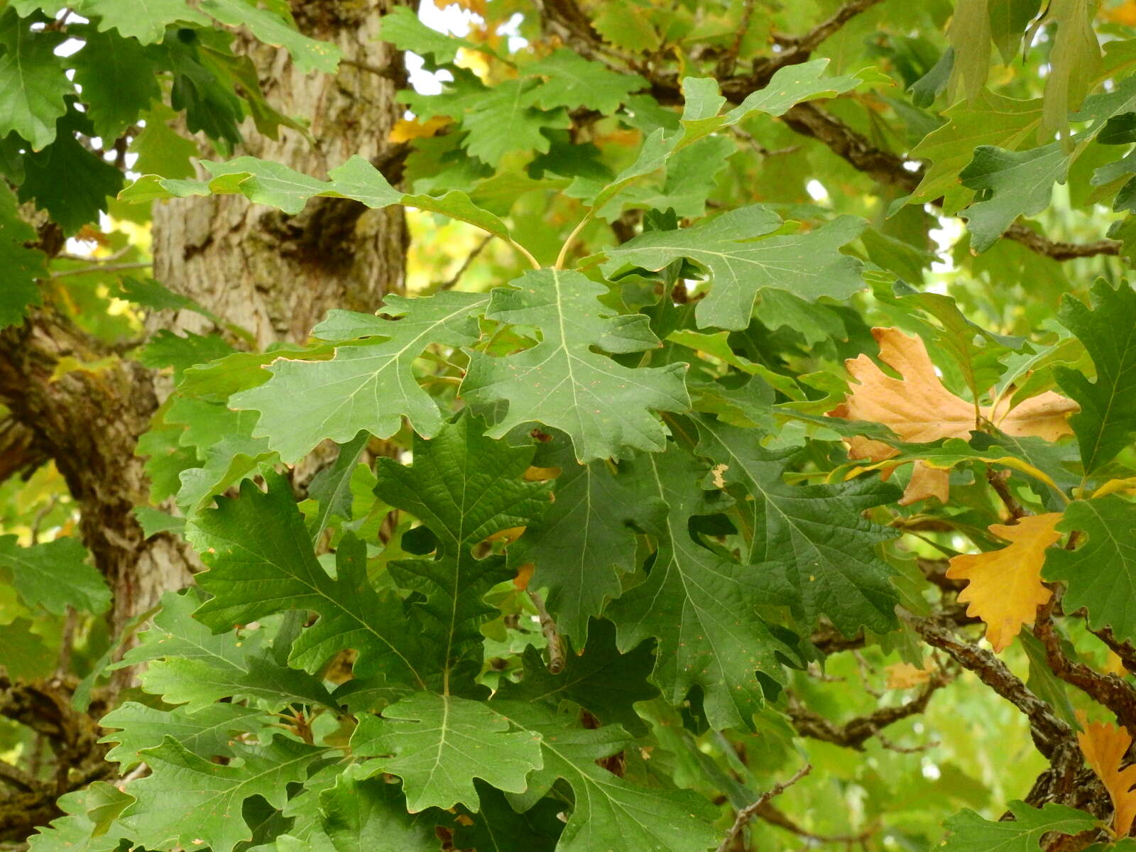 Image of Bur Oak