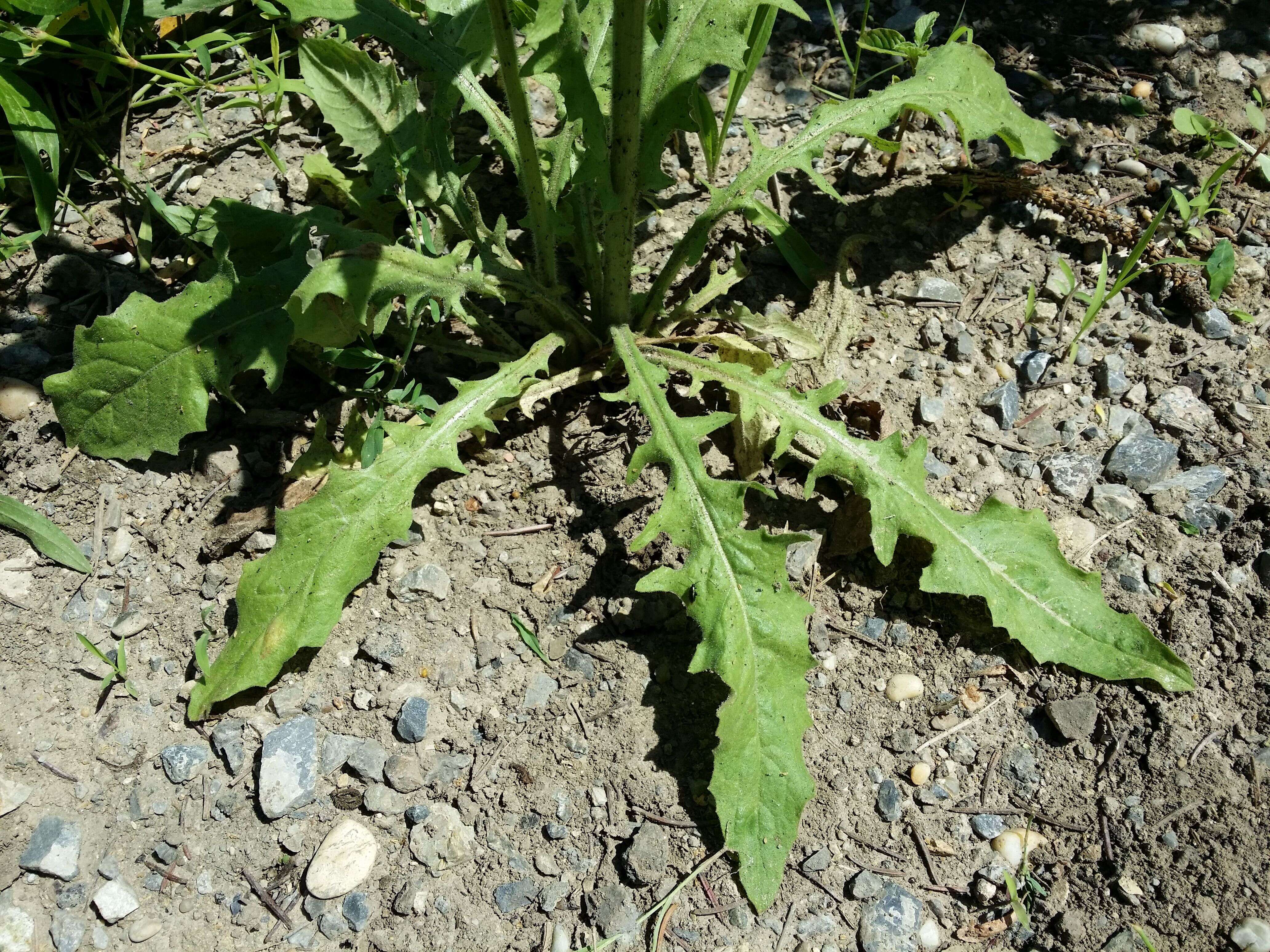 Image of smallflower hawksbeard