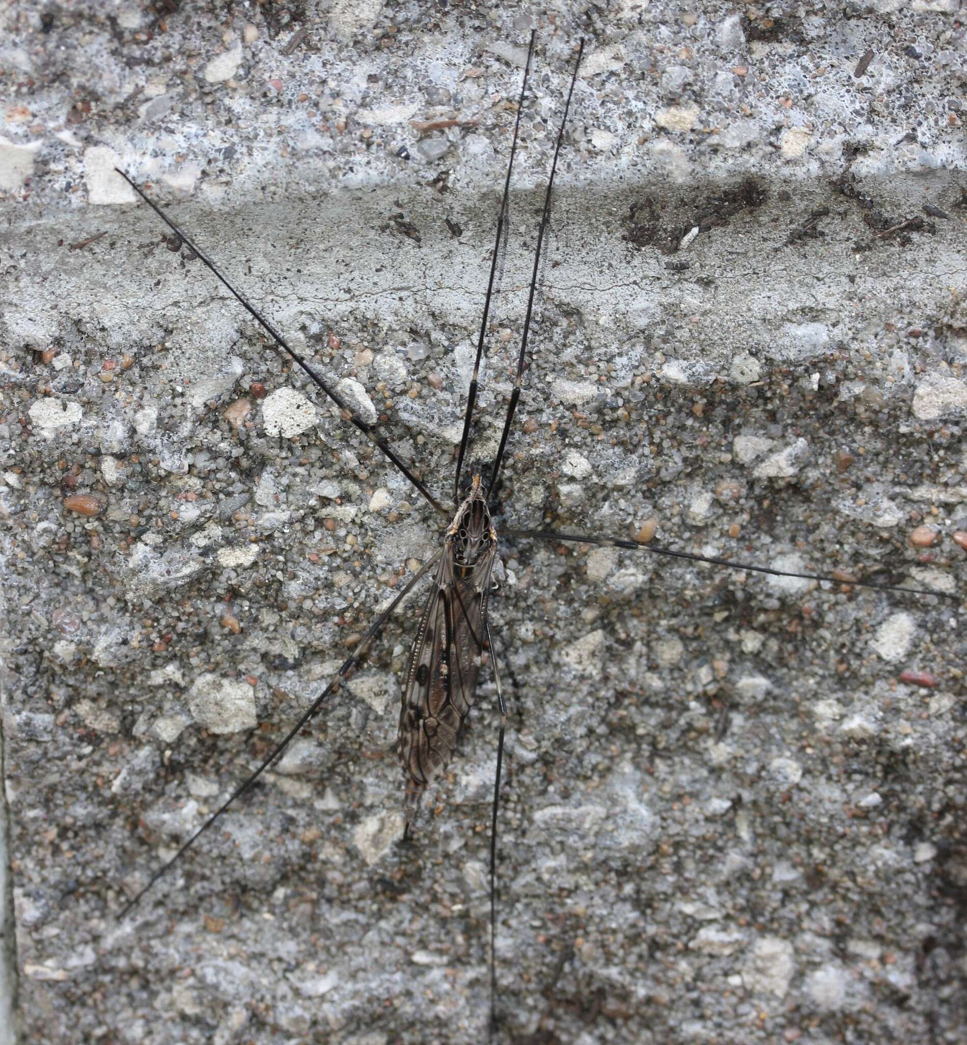 Image of Giant Crane Fly