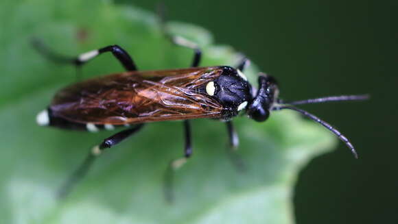 Image of <i>Macrophya duodecimpunctata</i>