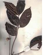 Image of Staphylea malabarica (Gamble)