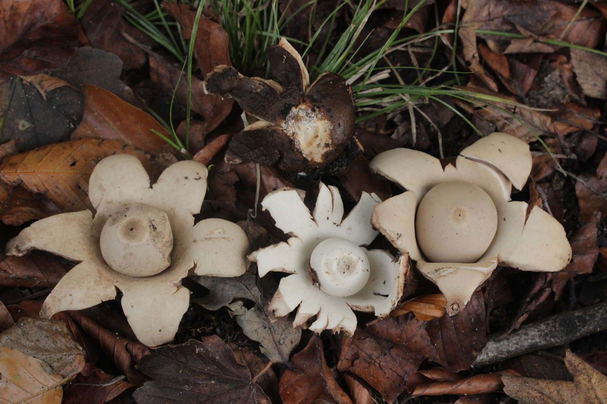 Image of Collared Earthstar