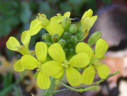 Image of Erucastrum nasturtiifolium (Poir.) O. E. Schulz