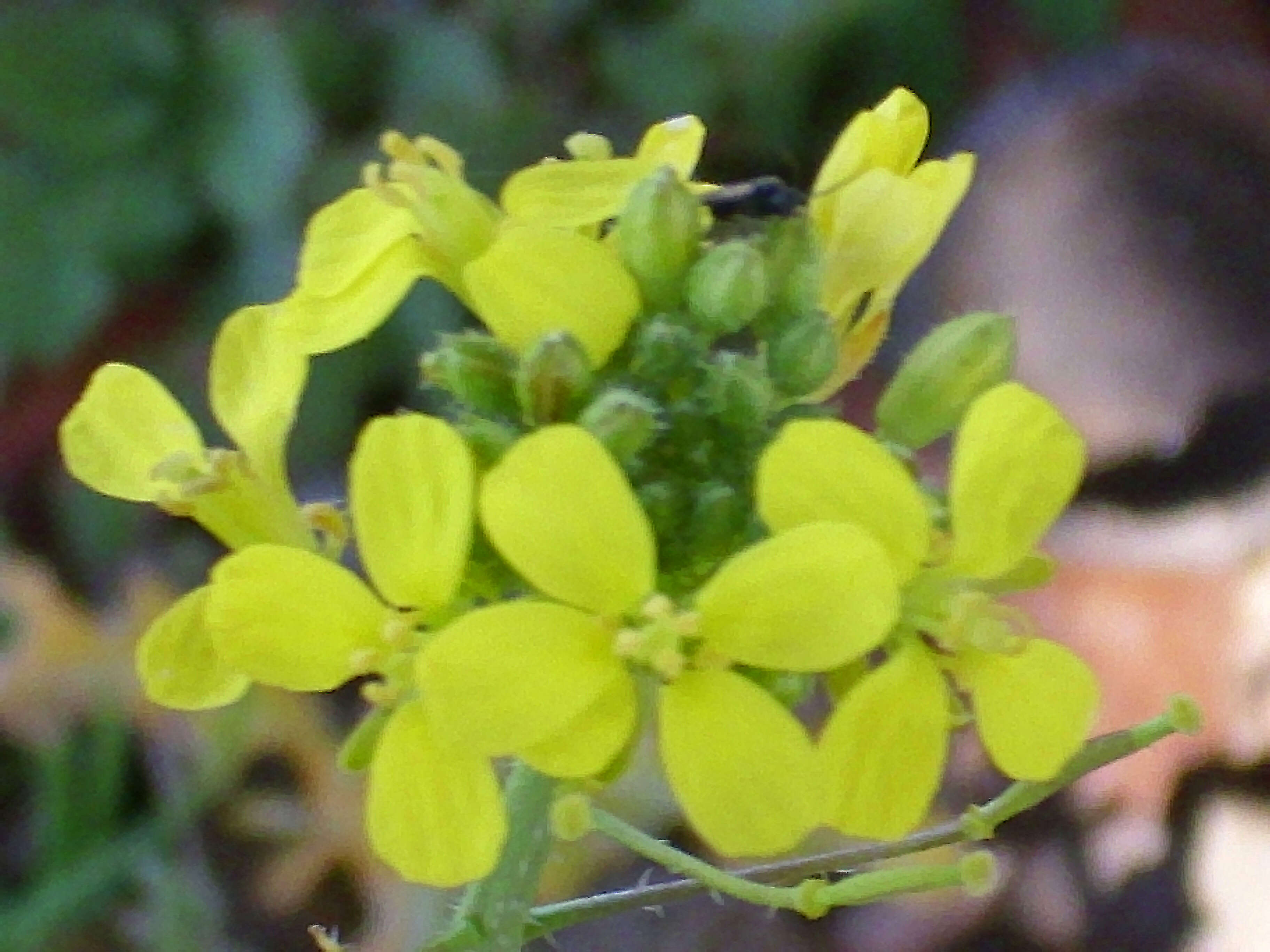 Image of Erucastrum nasturtiifolium (Poir.) O. E. Schulz