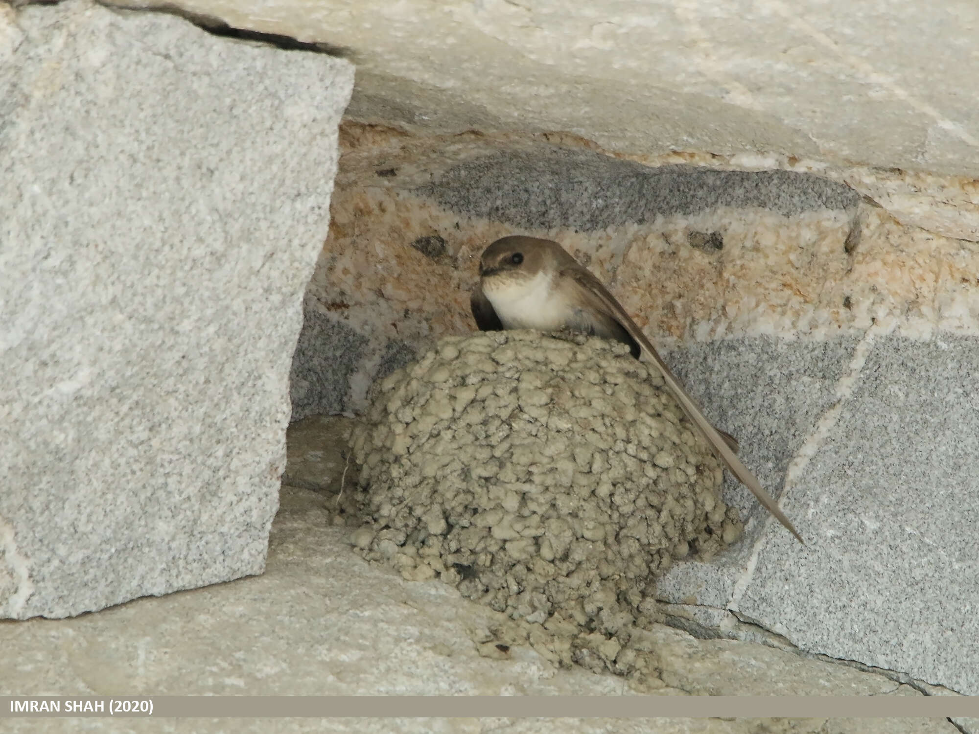 Image of Eurasian Crag Martin