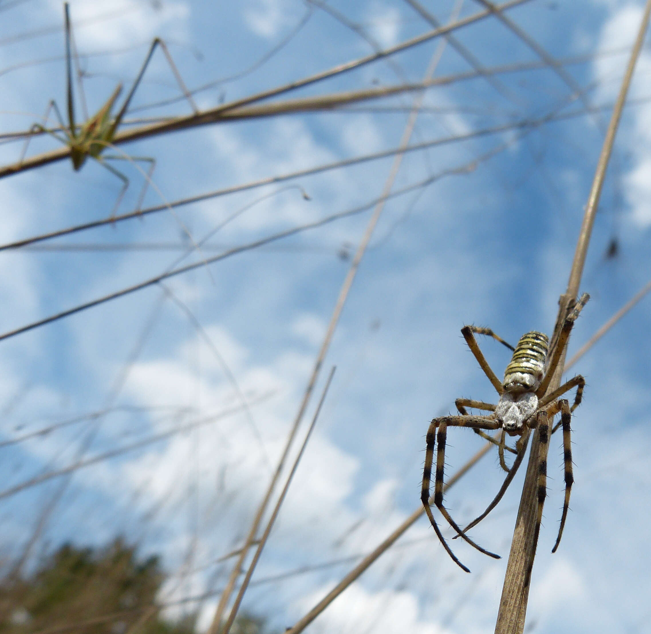 Image of Barbary Spider