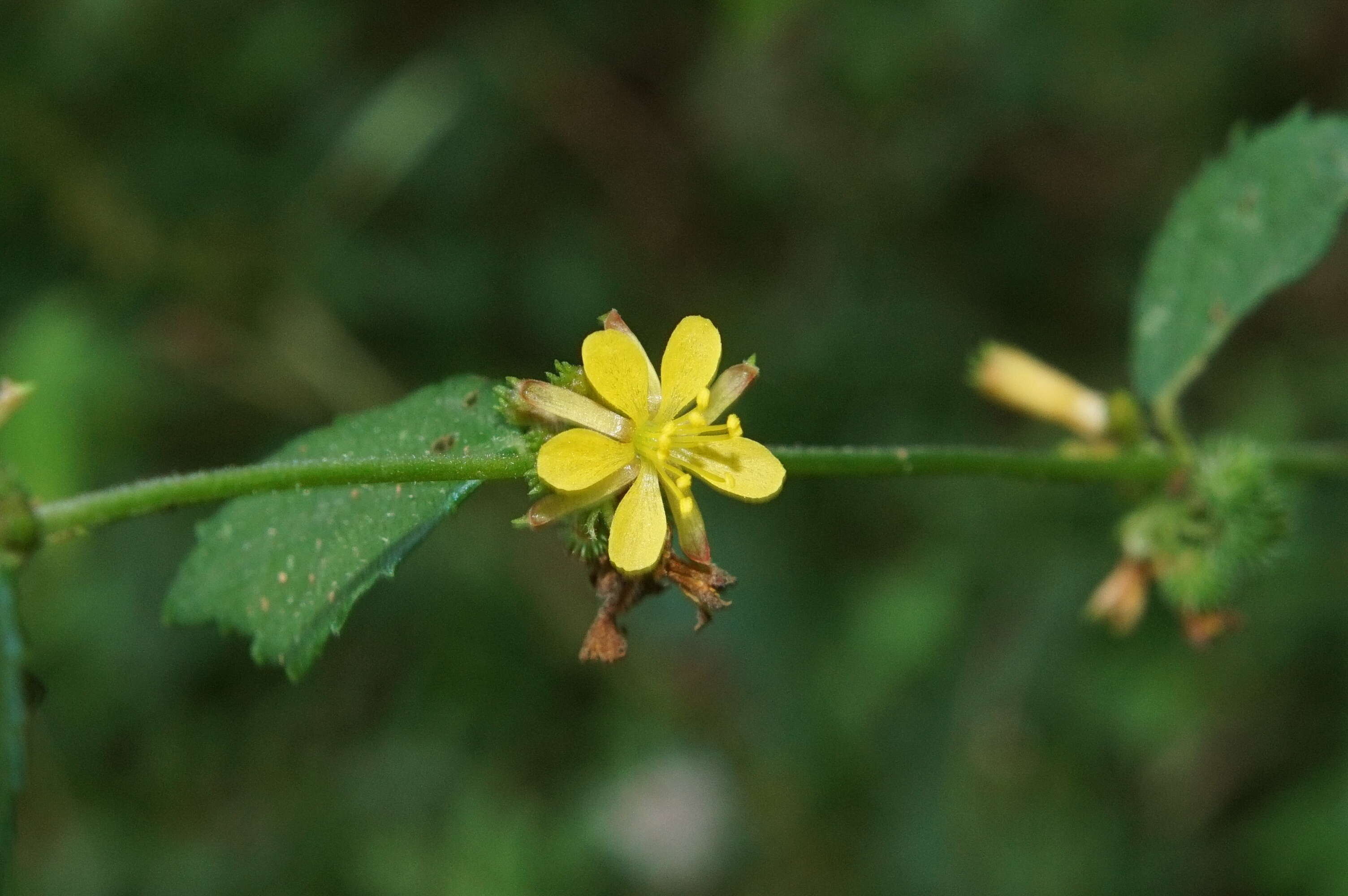 Image of diamond burbark